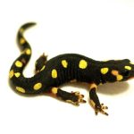 Lake Urmia Newt For Sale