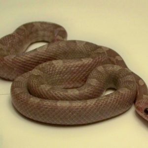Lavender Blood Red Corn Snake For Sale