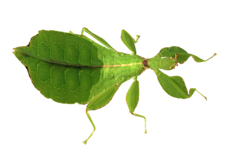 Leaf Insect For Sale