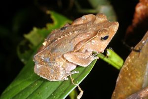 Leaf Toad For Sale