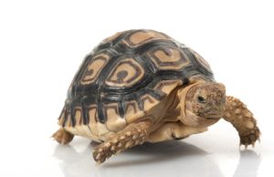 Leopard Tortoise For Sale | In Stock Now - Exotic Pet Reptiles For Sale