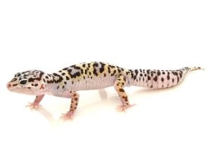 Mack Snow Leopard Gecko For Sale