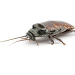 Madagascar Hissing cockroach For Sale