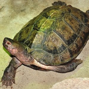Malayan Wood Turtle For Sale