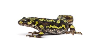 Marbled Newt For Sale