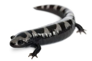 Marbled Salamander For Sale Near Me
