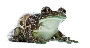 Amazon Milk Frog For Sale