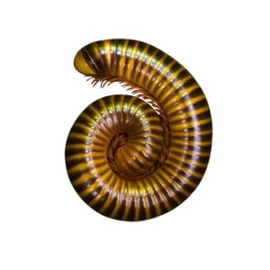 Florida Millipede For Sale