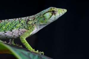 Monkey Anole For Sale