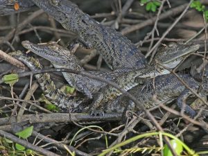 Morelets Crocodile For Sale