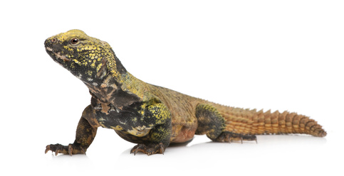 Moroccan Uromastyx For Sale