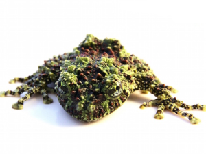 Mossy Frogs For Sale