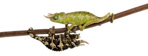 Mount Meru Jackson's Chameleon For Sale