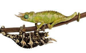 Mount Meru Jackson's Chameleon For Sale
