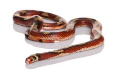 Nelson's Milk Snake For Sale