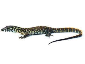 Nile Monitor For Sale