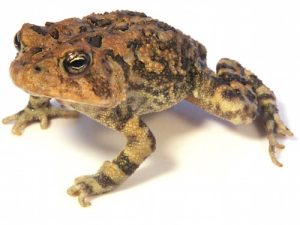 Oak Toad For Sale