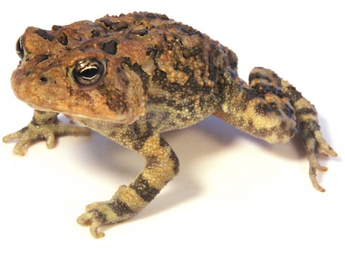 Oak Toad For Sale