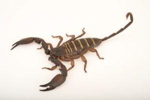 Olive Keeled Flat Rock Scorpion For Sale