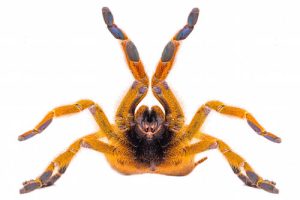 Orange Baboon Tarantula For Sale
