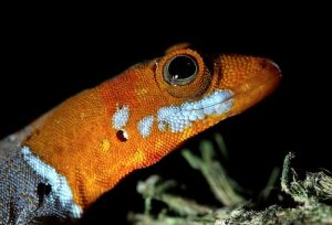 Orange Headed Gecko For Sale