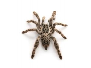 Ornamental Baboon Tarantula For Sale
