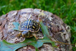 Ornate Box Turtle For Sale | In Stock Now - Exotic Pet Reptiles For Sale