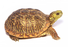 Ornate Box Turtle For Sale | In Stock Now - Exotic Pet Reptiles For Sale