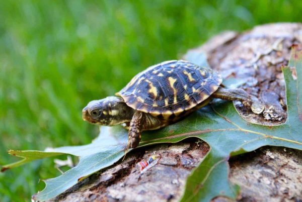 Ornate Box Turtle For Sale | In Stock Now - Exotic Pet Reptiles For Sale