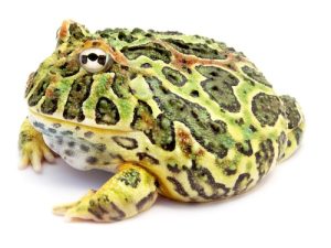 Ornate Horned Frog For Sale
