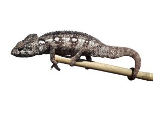 Oustalet's Chameleon for Sale