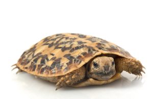Pancake Tortoise For Sale | In Stock Now - Exotic Pet Reptiles For Sale