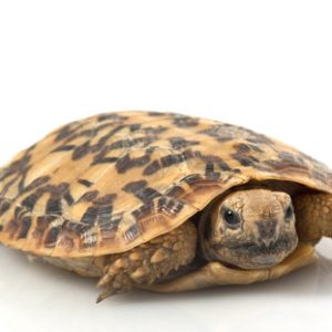 Pancake Tortoise For Sale | In Stock Now - Exotic Pet Reptiles For Sale