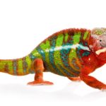 Panther Chameleon For Sale