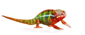 Panther Chameleon For Sale