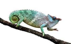 Pfeffers Chameleon For Sale