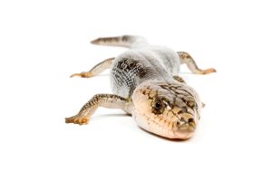 Pink Tongue Skink