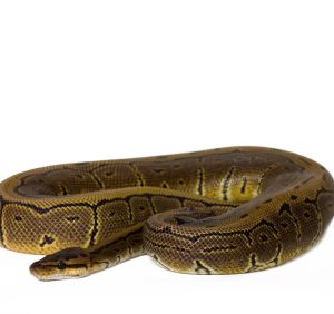 Pinstripe Ball Python For Sale | In Stock Now, Don't Miss - Exotic Pet Reptiles For Sale