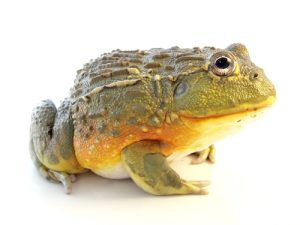 Pixie Frog For Sale