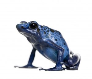 Blue Poison Dart Frog For Sale