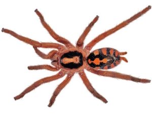 Pumpkin Patch Tarantula For Sale
