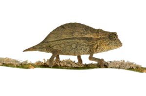 Pygmy Chameleon for Sale
