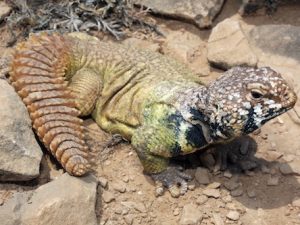 Rainbow Uromastyx For Sale