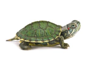 Red Eared Slider Turtle For Sale | In Stock Now - Exotic Pet Reptiles For Sale