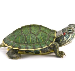 Red Eared Slider Turtle For Sale | In Stock Now - Exotic Pet Reptiles For Sale
