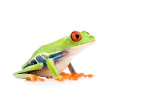 Red Eyed Tree Frog For Sale