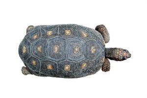 Red Foot Tortoise For Sale | In Stock Now - Exotic Pet Reptiles For Sale