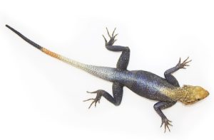 Red Headed Agama For Sale