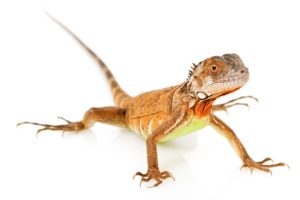 Red Iguana For Sale