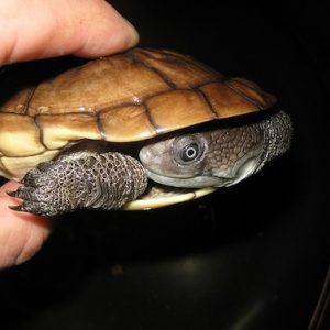 Reimann's Snake necked Turtle For Sale